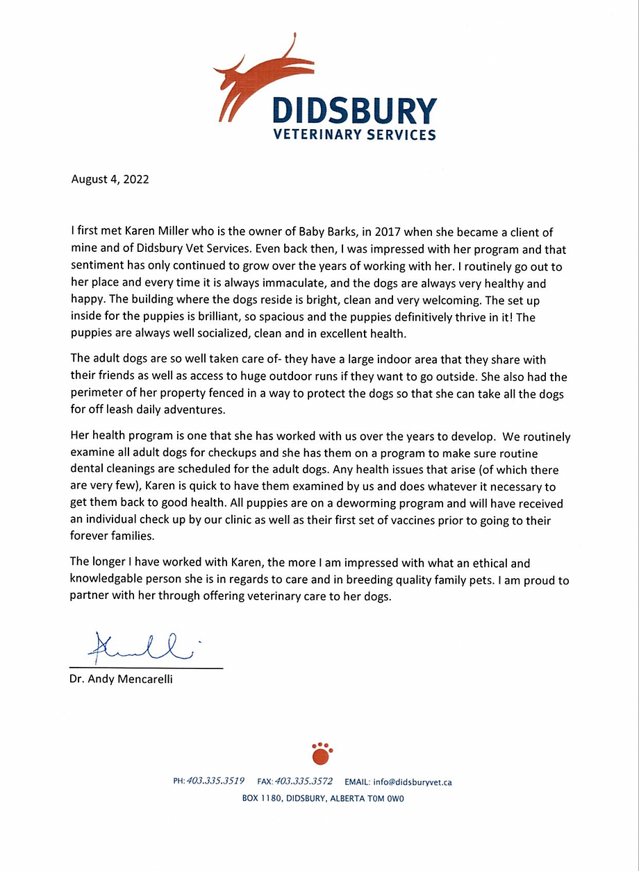 Baby Barks Calgary, Alberta Bichon Shih Tzu Puppies